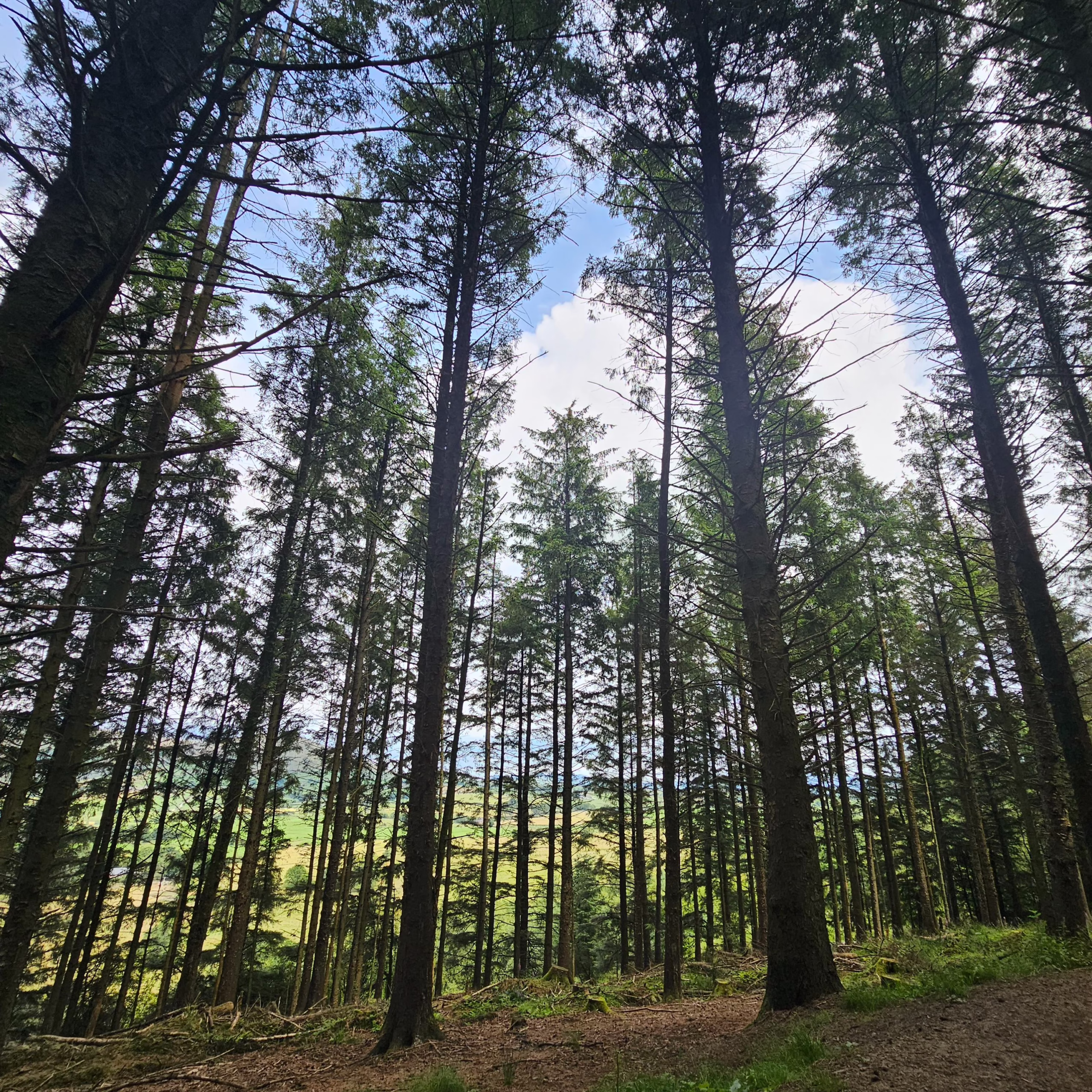 Pine trees at Beacon Fell